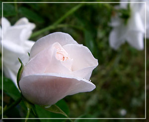 料理の写真がイマイチだったので、ベランダで咲いてるバラの画像など