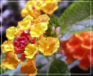 料理の写真撮れなかったので、ベランダの「ランタナ」という花。花色が変化していく不思議な花です。