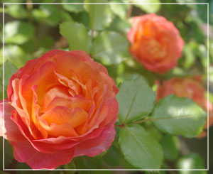 今日一枚も写真撮らなかったので、ベランダに咲いた薔薇など撮ってみる