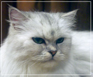 「天保山アニパ」にて、ペルシャ猫のキティさん。甘えん坊でした。
