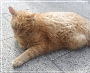 江の島の猫さんその１。豊満なボディ……♪