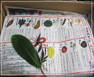 「ビオファームまつき」のお正月野菜セット、箱を開けると色鮮やかなリーフレットがお出迎え。