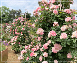 久しぶりの「谷津バラ園」。800種類、7500株の薔薇の圧巻です。
