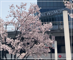 新宿南口の桜、満開でした。