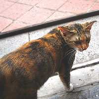 アラブ街で見た茶猫