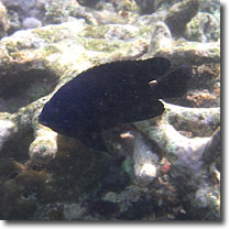 黒い魚