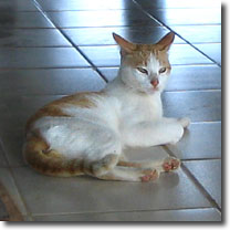 こちらもブスアンガ空港の猫さん