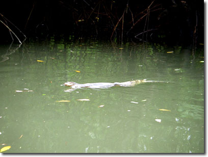 ついに我々はジャングルの奥地で泳ぐオオトカゲを発見したのだったっ！……みたいな