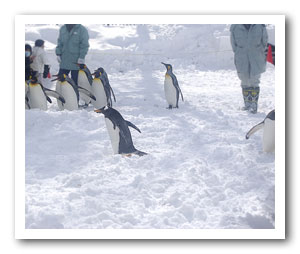旭山動物園でペンギンのお散歩。かーわいいー
