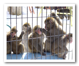 猿山の幼稚園コーナーみたいだったところ。小猿がたくさん。
