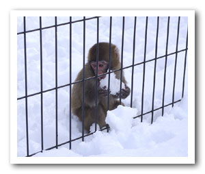 檻までほんの数十センチ。小猿がもしゃもしゃと雪を食べてました。