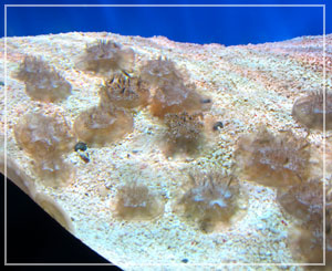 海洋公園、水母萬花筒 （Sea Jelly Spectacular）にて、サカサクラゲ
