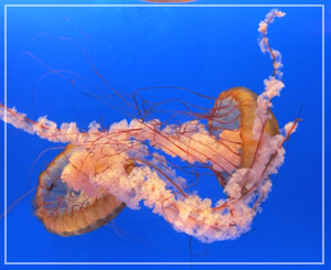 海洋公園、水母萬花筒 （Sea Jelly Spectacular）にて、パシフィックシーネットル